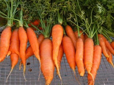 καρότα ως αντηλιακή τροφή 